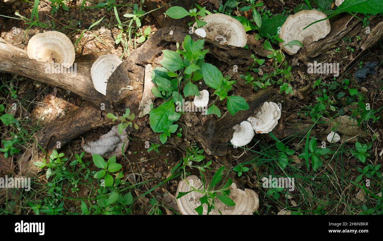 FUNGHI COLTIVATI SU TERRENI AGRICOLI A MAHARASHTRA, INDIA Foto Stock