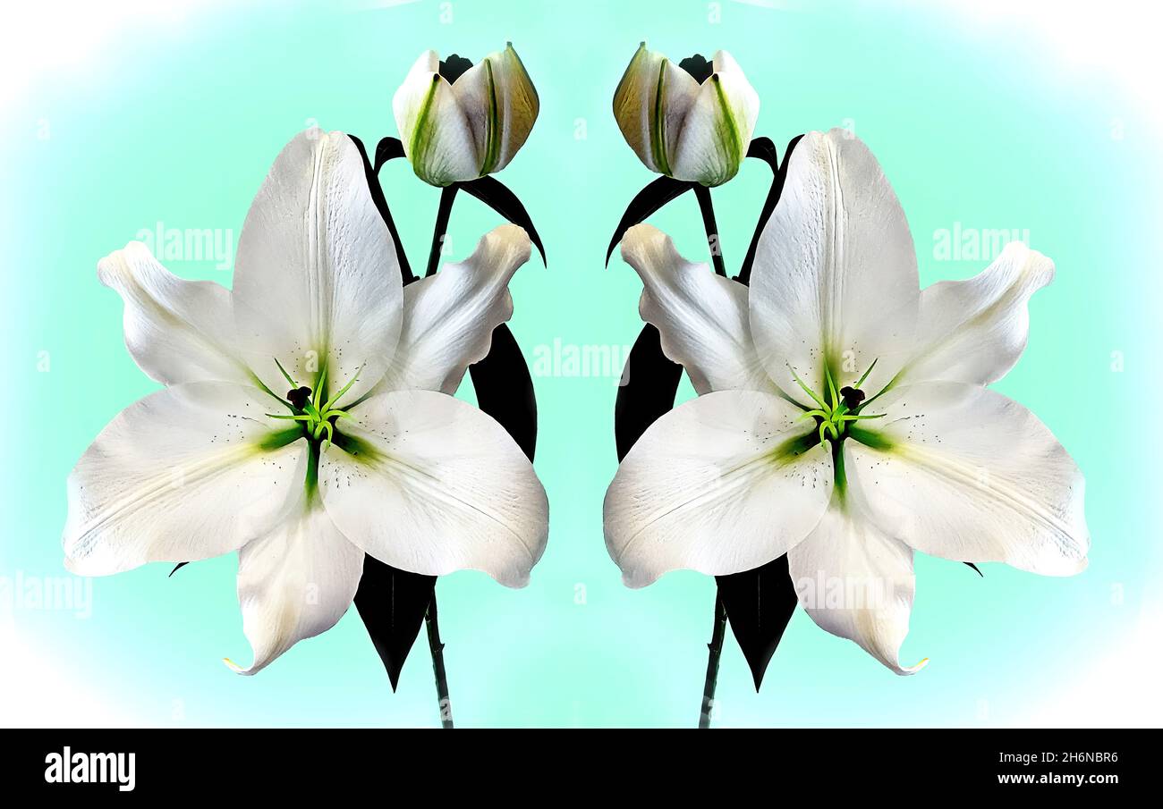 Immagine di dimensioni super grandi di un maestoso duo Madonna bianca Lily da vicino isolato e speculare su un verde chiaro luminoso - aqua, e colore bianco Foto Stock