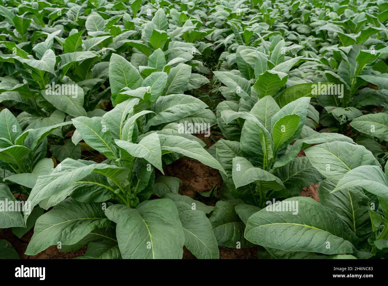 Piante di tabacco che crescono nei campi, Agricoltura dell'industria del tabacco. Foto Stock