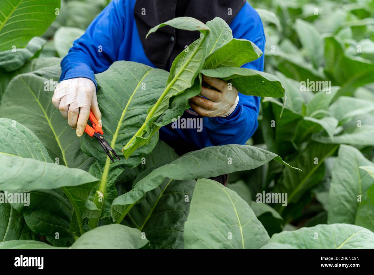 Primo piano mano di agricoltori uso giardiniere potatura a prendersi cura della crescita di piante di tabacco. Foto Stock