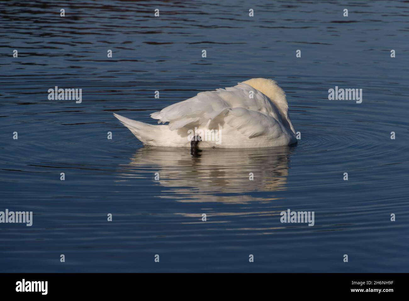 Adulto muto cigno pulizia le sue piume mentre galleggia su un lago Foto Stock