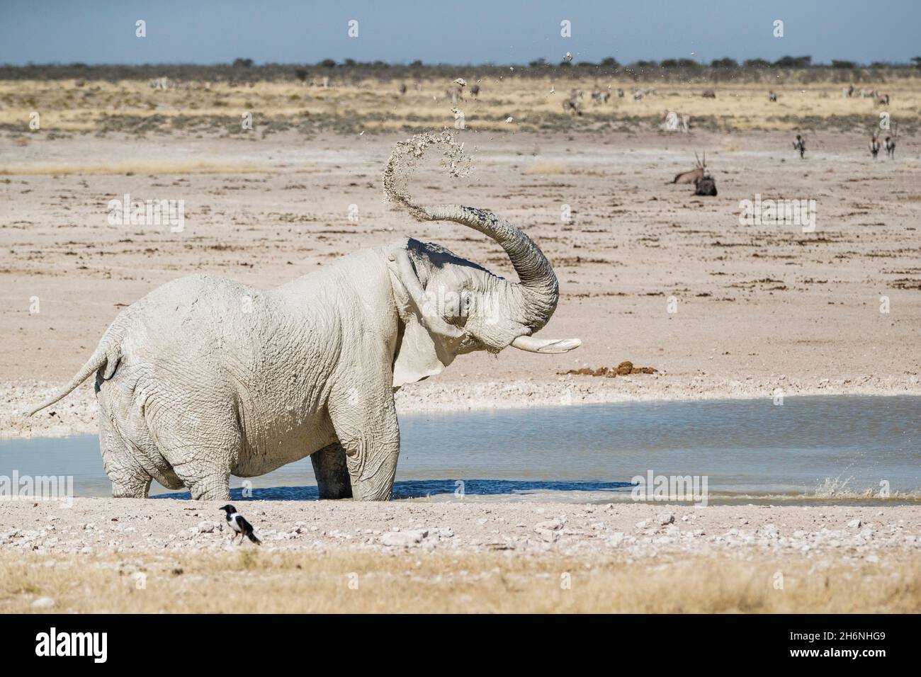 Bagno di fango di un elefante africano (Loxodonat africana) in un foro di irrigazione. Parco Nazionale di Etosha, Namibia Foto Stock