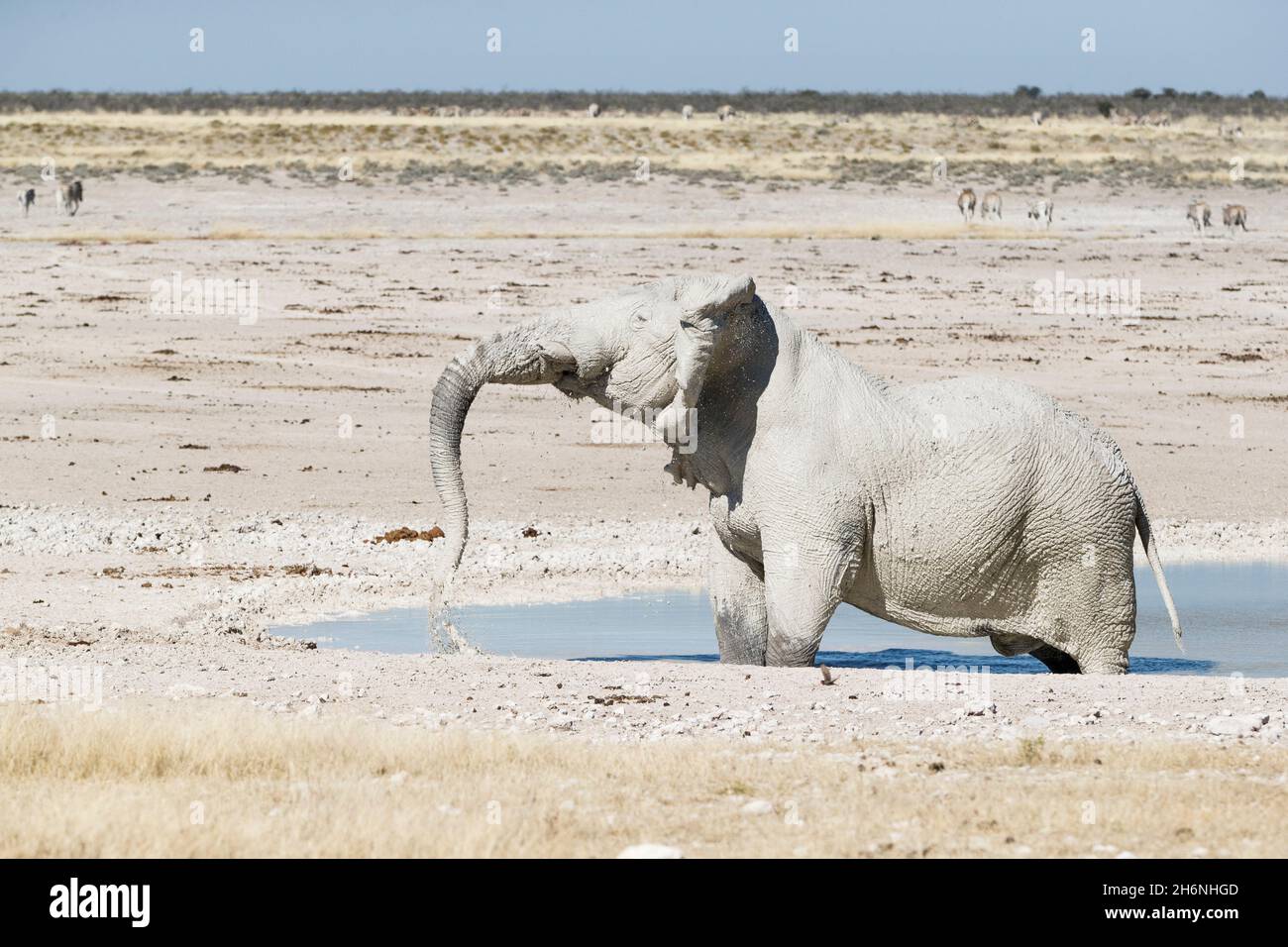 Bagno di fango in un foro di annaffiamento con toro di elefante africano (Loxodonat africana). Parco Nazionale di Etosha, Namibia Foto Stock