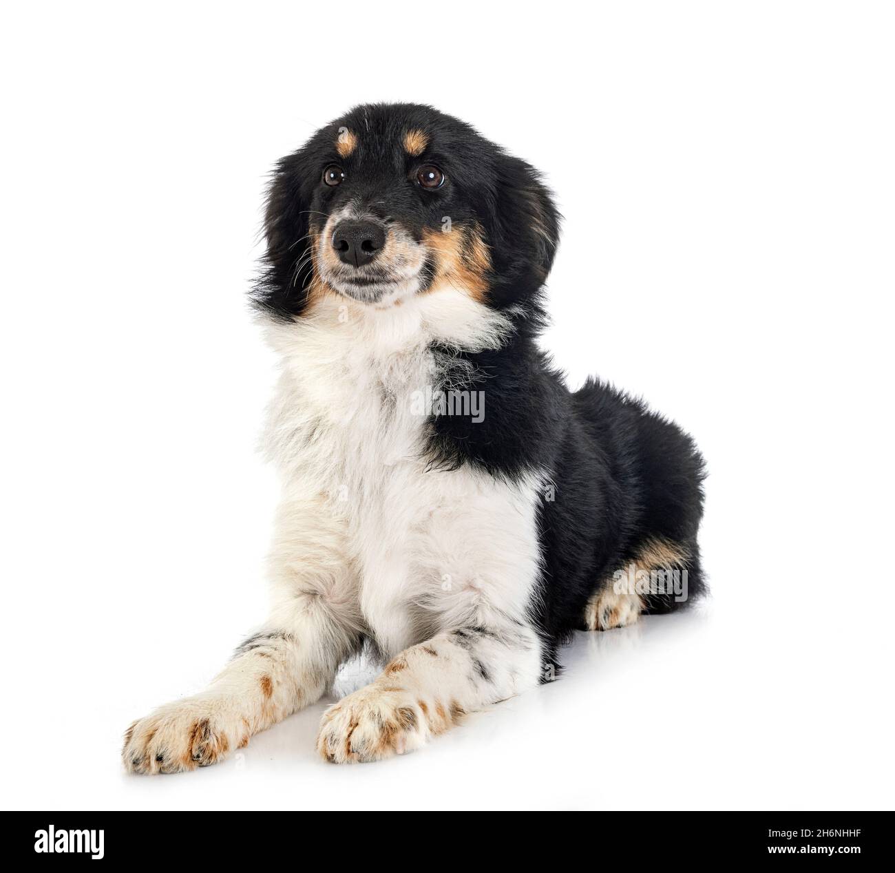 Miniatura American Shepherd davanti a sfondo bianco Foto Stock