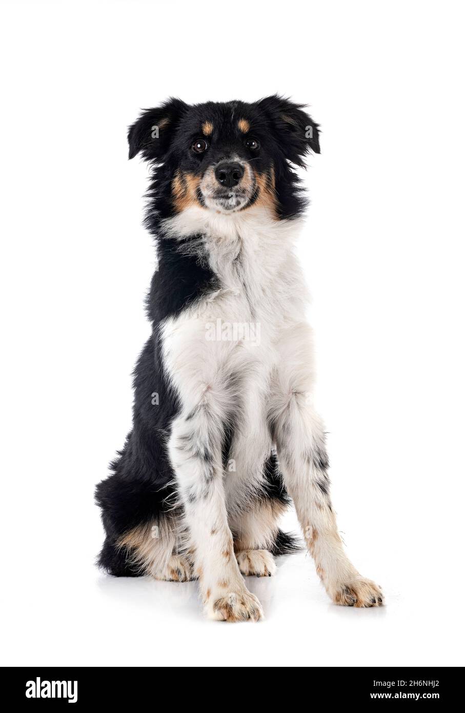 Miniatura American Shepherd davanti a sfondo bianco Foto Stock