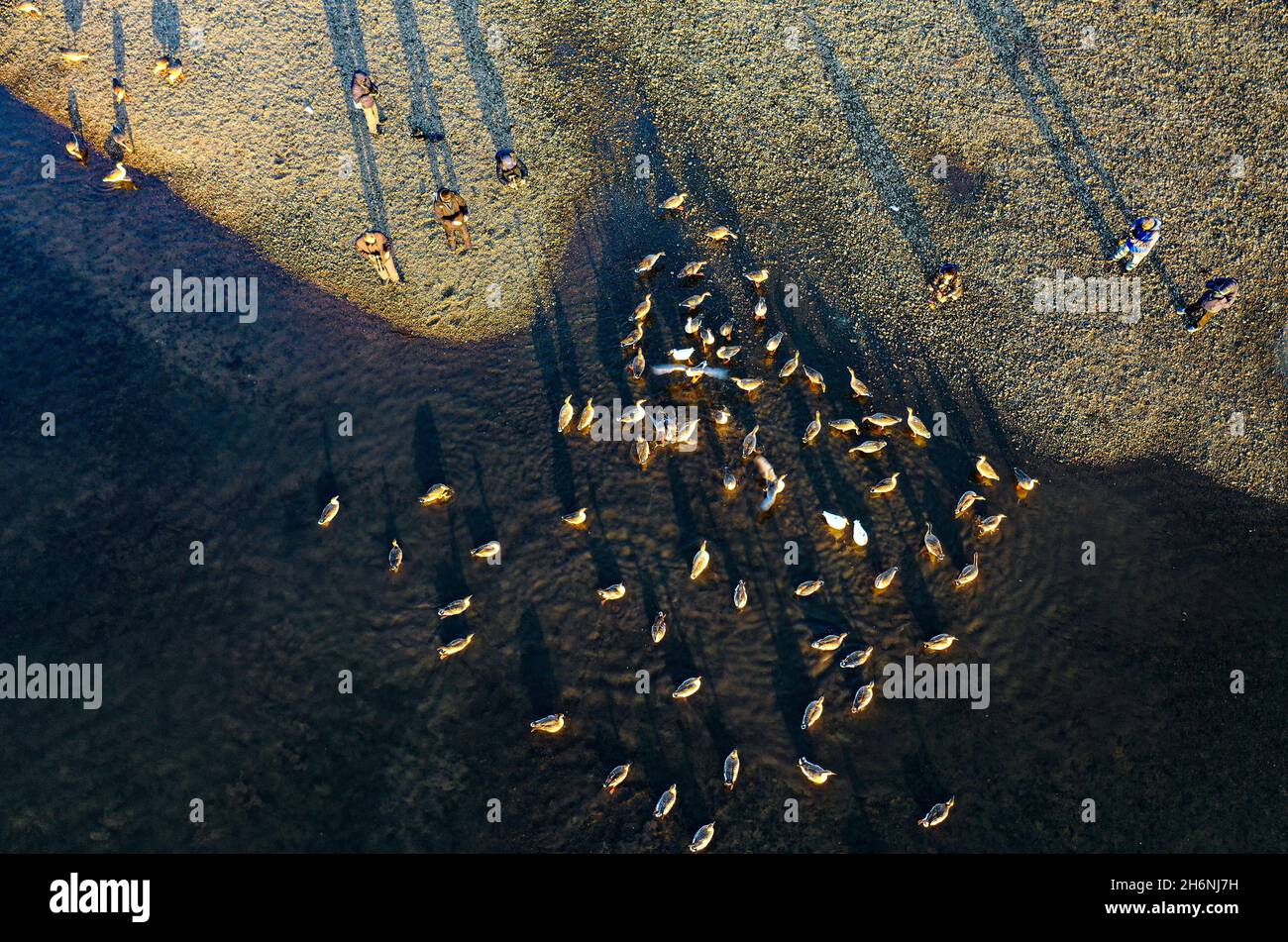 Shenyang, Shenyang, Cina. 17 novembre 2021. Il 16 novembre 2021, Shenyang, Liaoning, sul fiume Hun, il fiume madre di ShenyangÃ¢â‚¬â„¢, molte oche cigno giocano, riposano e foraggiano sul fiume, e i residenti circostanti verranno spontaneamente qui per dare cibo alle oche. Qui, è diventato il paesaggio più bello di Shenyang nel freddo inverno. Si comprende che con il cambiamento climatico e il miglioramento dell'ambiente ecologico del fiume Hunhe, sempre più uccelli migratori soggiornano ogni anno nel fiume Hunhe a Shenyang per l'inverno. (Credit Image: © SIPA Asia via ZU Foto Stock