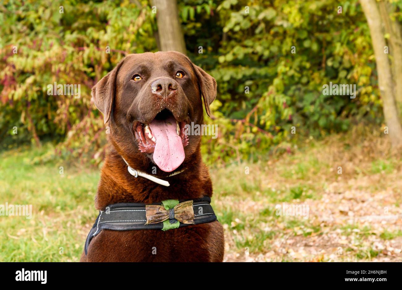 Ritratto del cane Labrador Retriever cioccolato con bocca aperta e lingua fuori. Foto Stock
