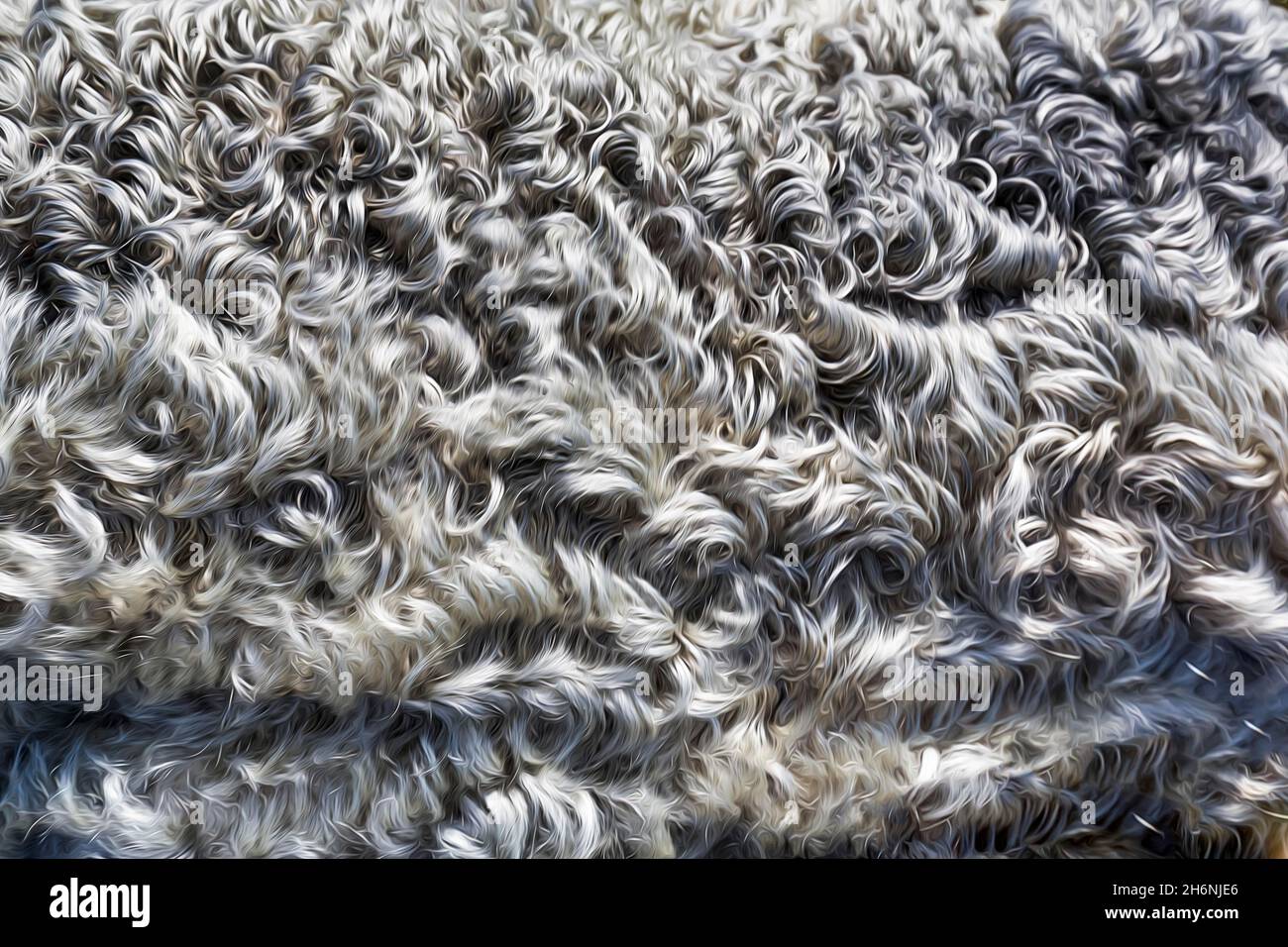 Pelle di agnello riccio grigio argento, pelliccia di pecora di Gotland, primo piano, Isola di Gotland, Svezia Foto Stock