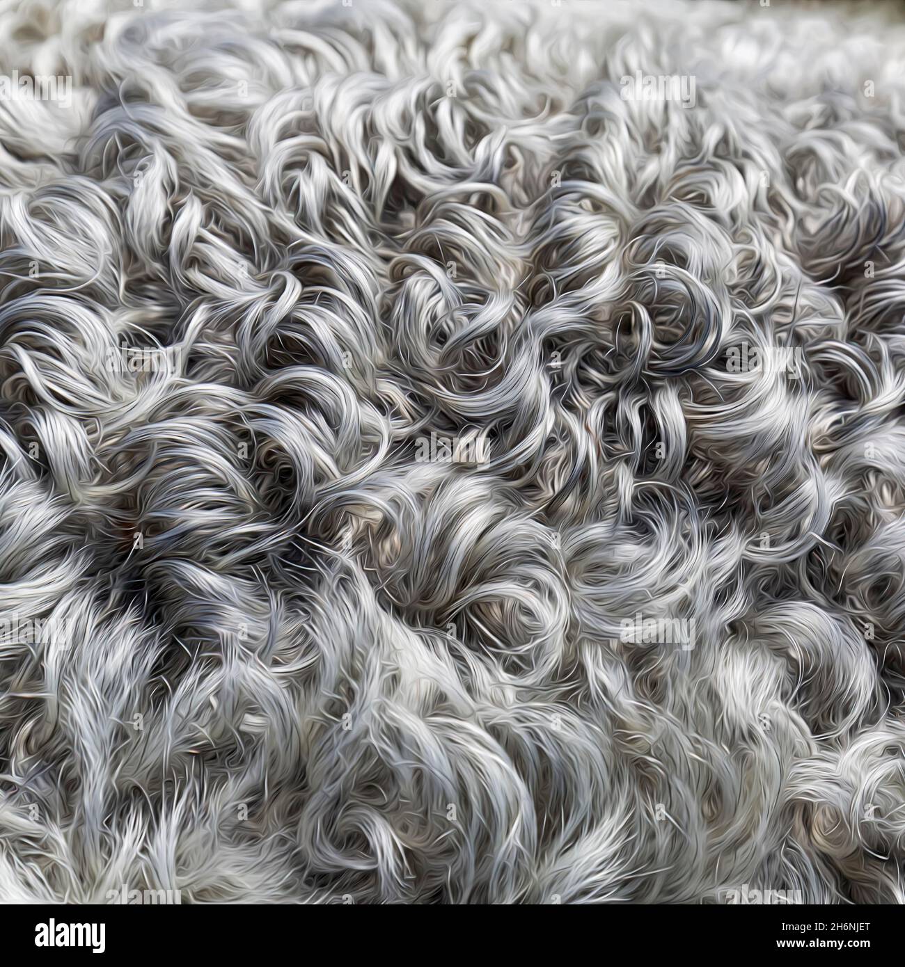 Pelle di agnello riccio grigio argento, pelliccia di pecora di Gotland, primo piano, Isola di Gotland, Svezia Foto Stock
