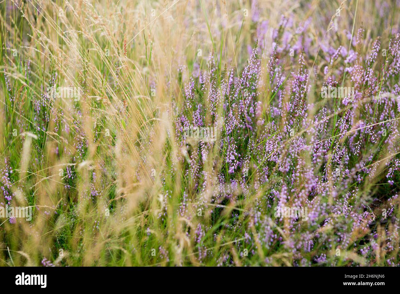 Blooming Heath, Wietzer Berg, Mueden an der Oertze, Southern Heath, Lueneburg Heath Nature Park, bassa Sassonia, Germania Foto Stock