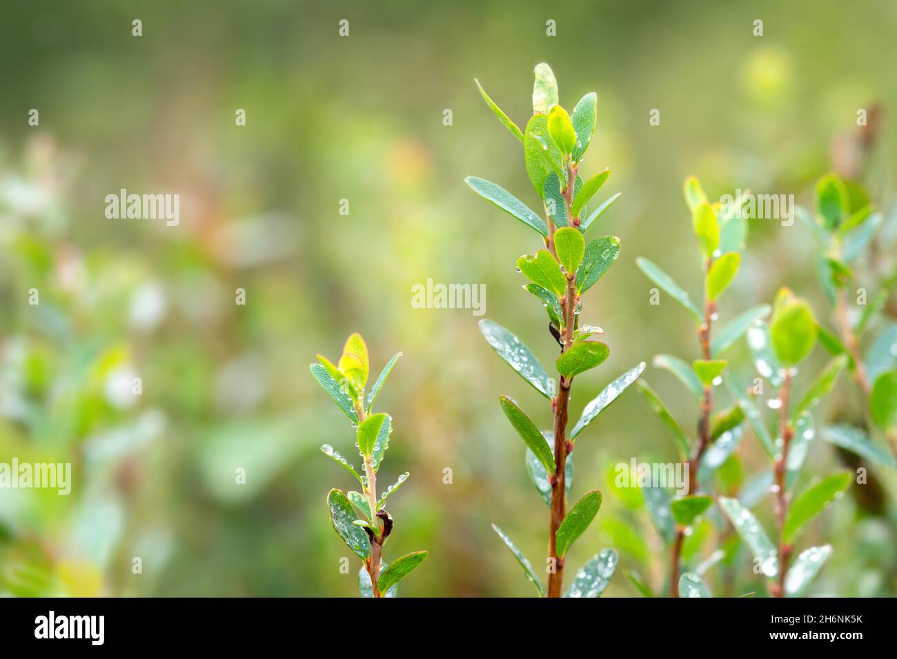 Bacca di palude (Vaccinium uliginosum), foglie ricoperte di rugiada del mattino, Neustaedter Moor, bassa Sassonia, Germania Foto Stock