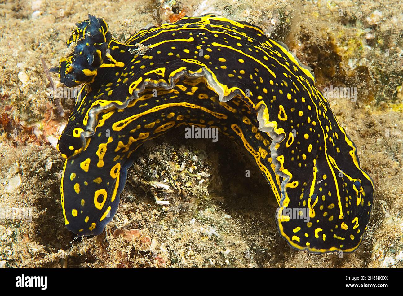 Slug mare (Hypselodoris pitta), Atlantico orientale, Isole Canarie, Spagna Foto Stock