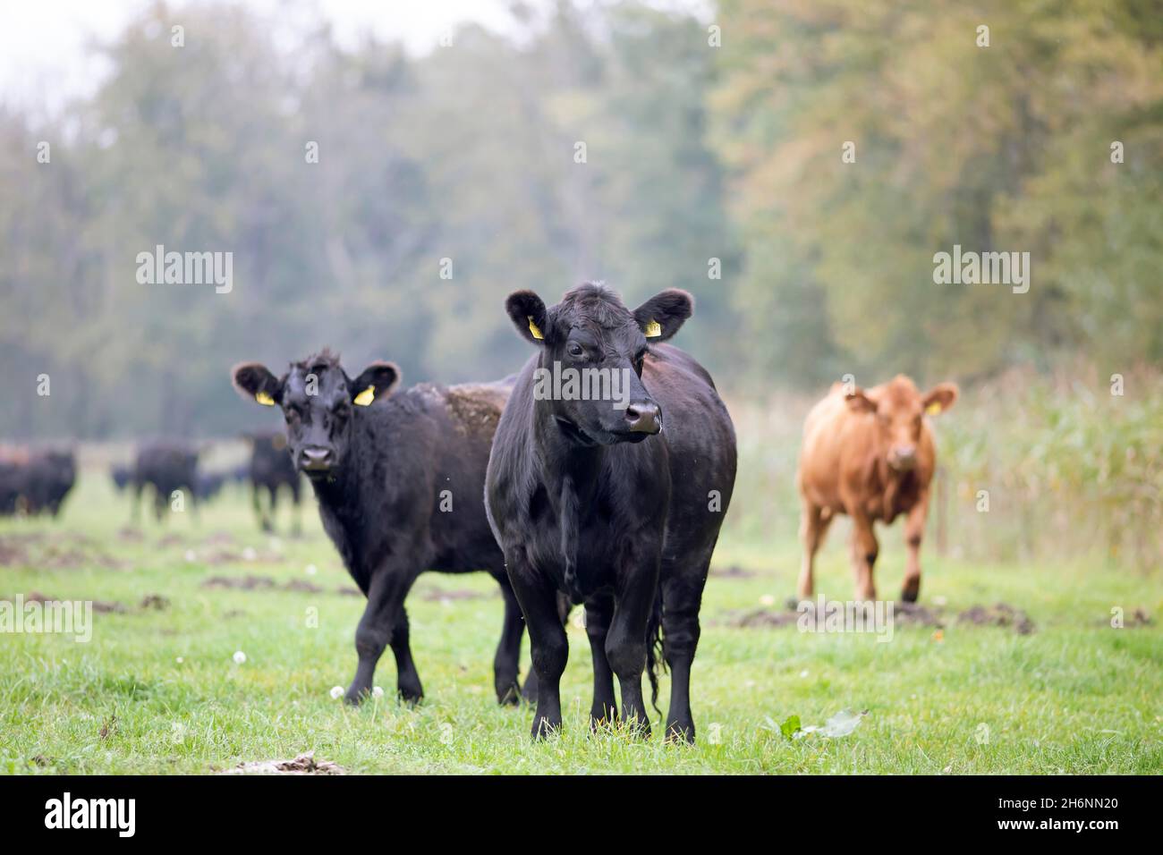 Aberdeen Angus Cattle, Mecklenburg-Vorpommern, Germania Foto Stock