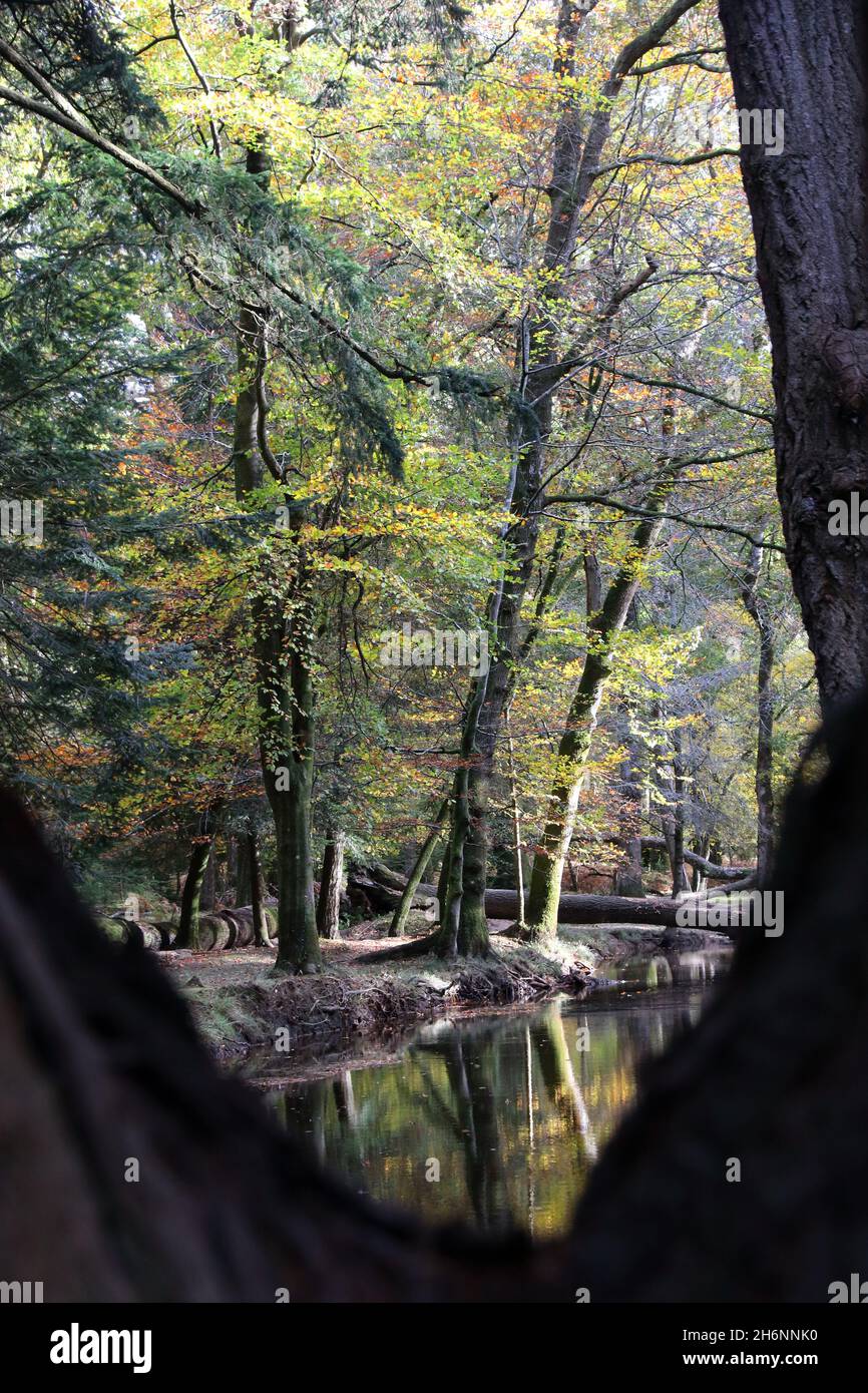 Acqua nera nel Rhinefield Ornamental Drive durante l'autunno Foto Stock