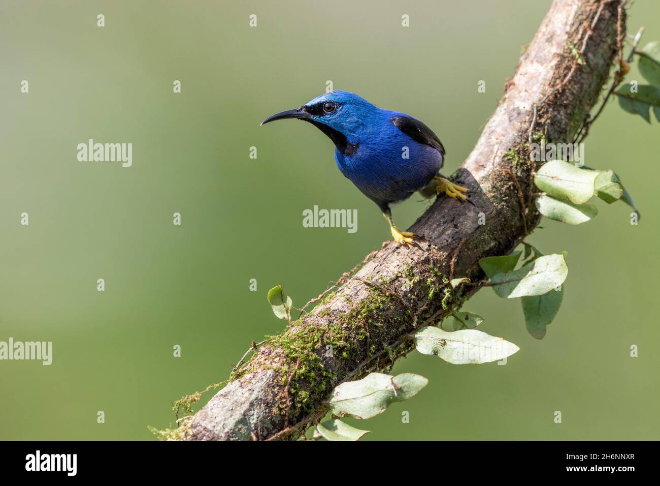 Honeyrider splendente (Cyanerpes lucido) o Honeyrider giallo-footed, maschio su ramo, regione di Boca Tapada, Costa Rica Foto Stock