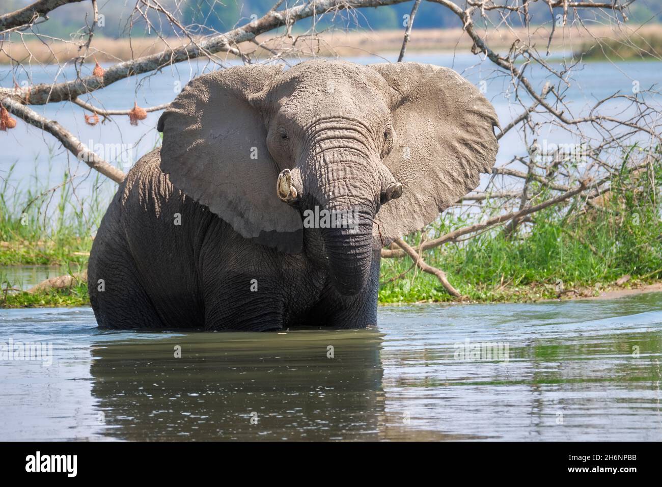 il toro dell'elefante africano (Loxodonta africana) si trova in acqua, guarda la telecamera mostra le sue zanne. Parco Nazionale Lower Zambesi, Zambia Foto Stock