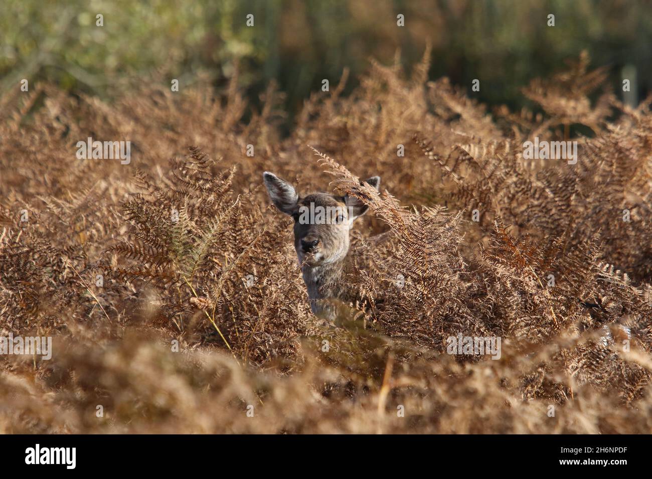 Cervo giovane in felci d'autunno Foto Stock