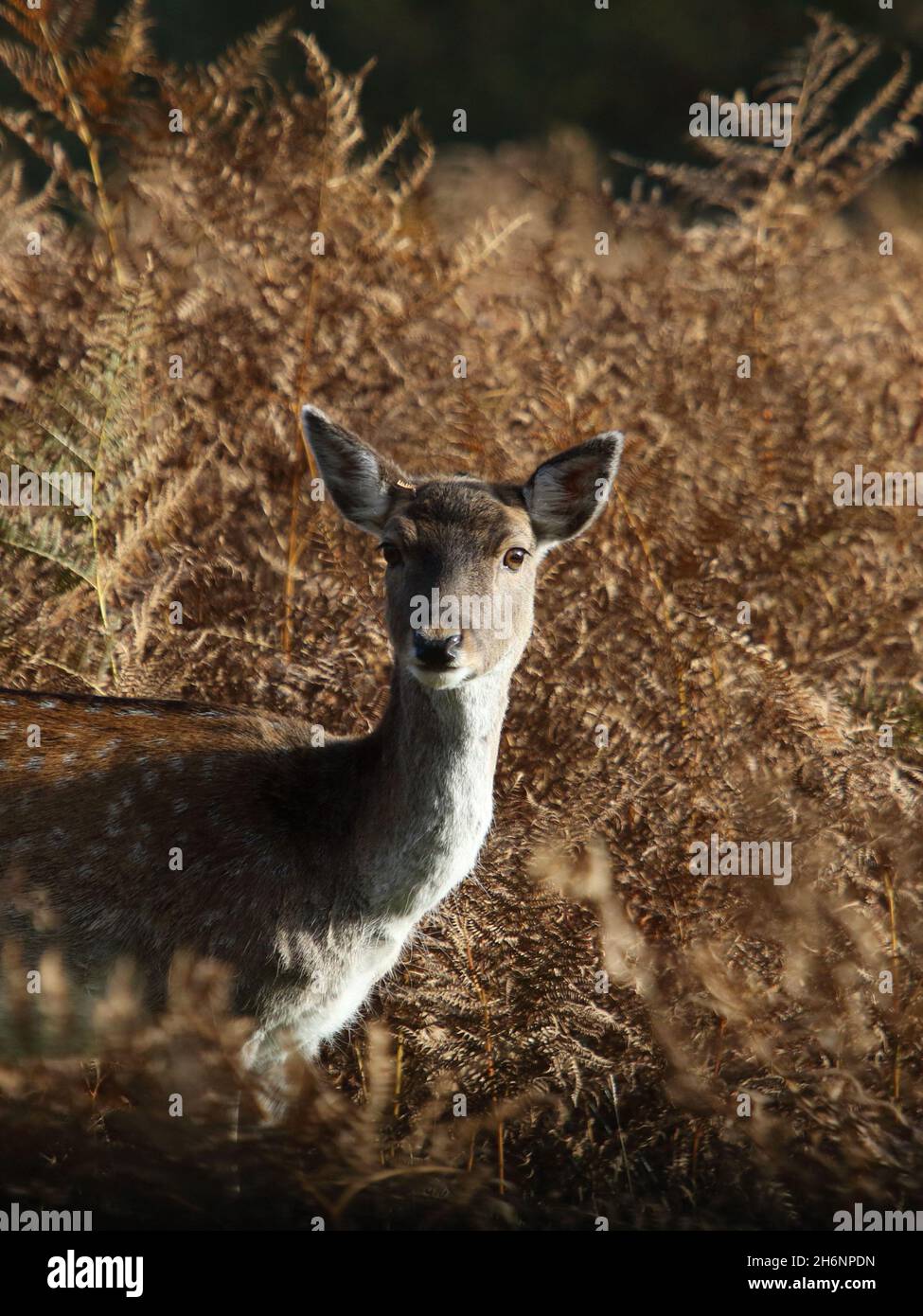 Cervo giovane in felci d'autunno Foto Stock