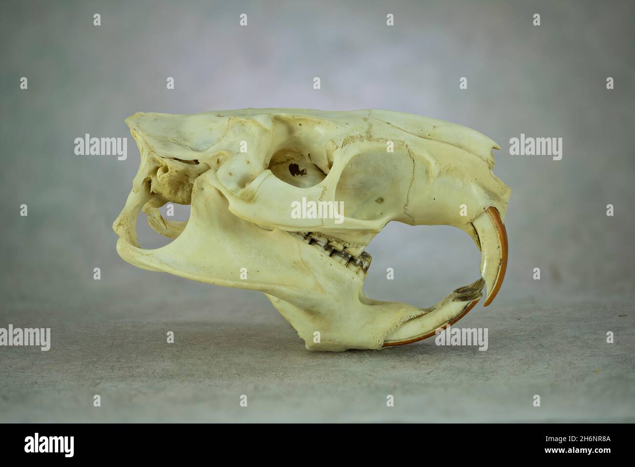 Cranio di una Nutria (Myocastor coypus), vista laterale (laterale), Francoforte sul meno, Assia, Germania Foto Stock