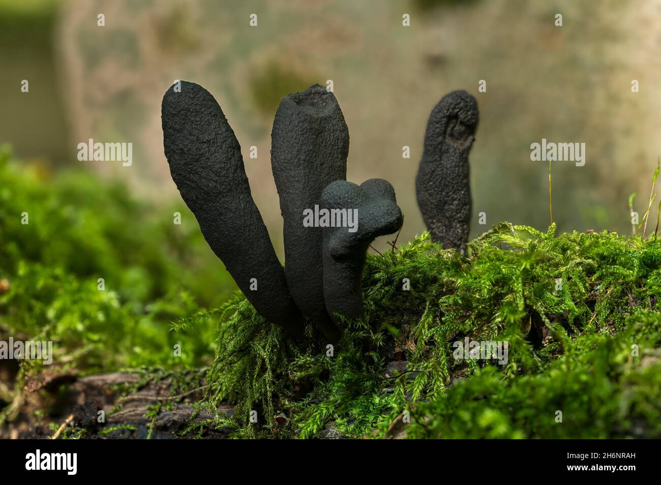 Mushroom, club di legno a stalco lungo (Xylaria longipes) su legno morto, immangiabile, Moenchbruch, Ruesselsheim am Main, Assia, Germania Foto Stock