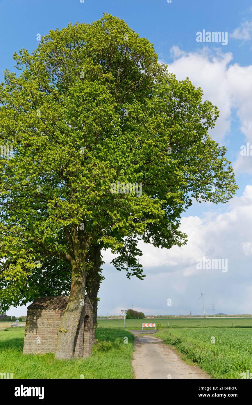 Alberi di tiglio (Tilia), con casetta di santi, San Hubert, Kempen, NRW, Deutschland Foto Stock