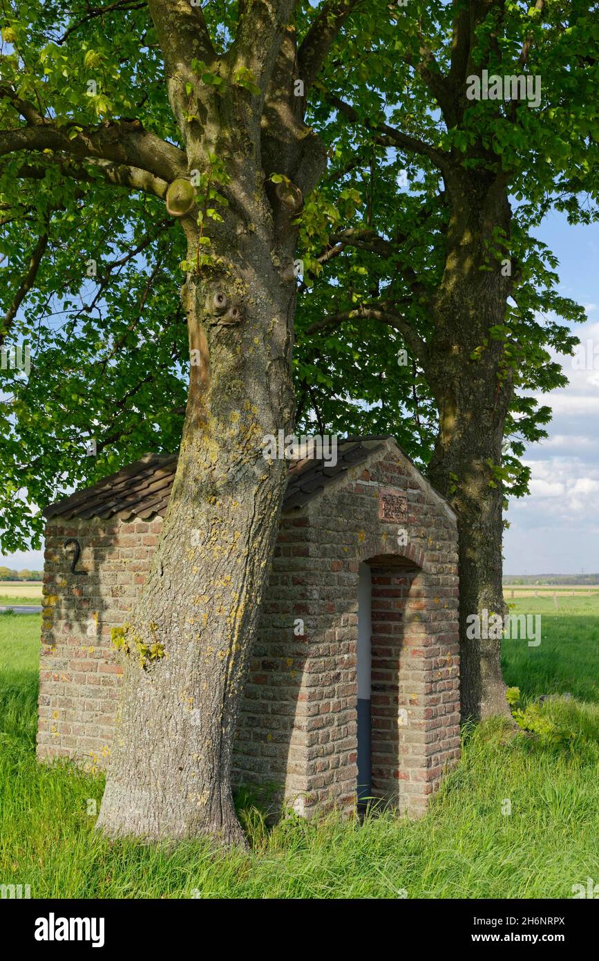 Alberi di tiglio (Tilia), con casetta di santi, San Hubert, Kempen, NRW, Deutschland Foto Stock