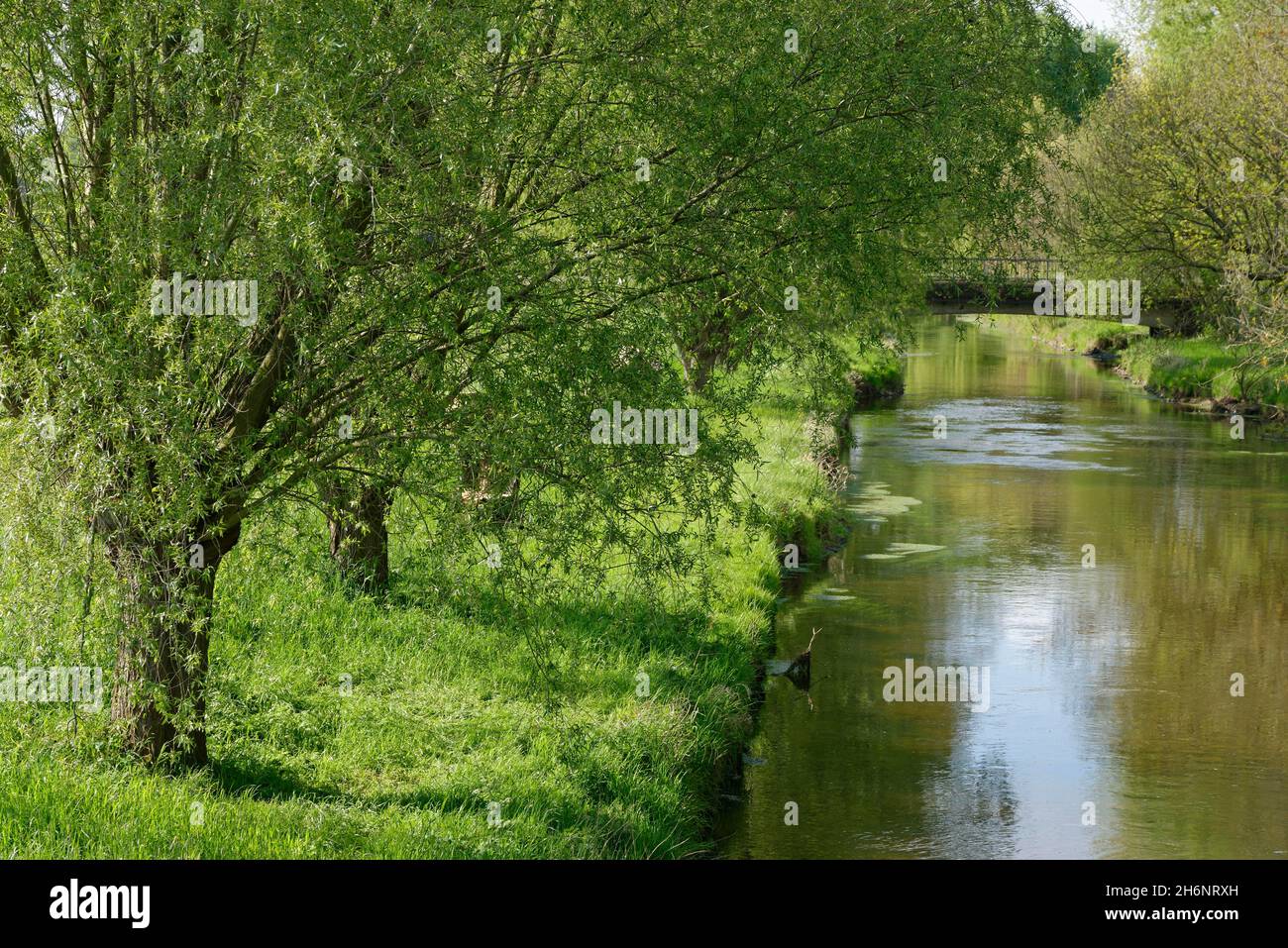 Fiume Niers vicino a Grefrath con salici impollarati (Salix), Grefrath, Viersen, Renania settentrionale-Vestfalia, Germania Foto Stock