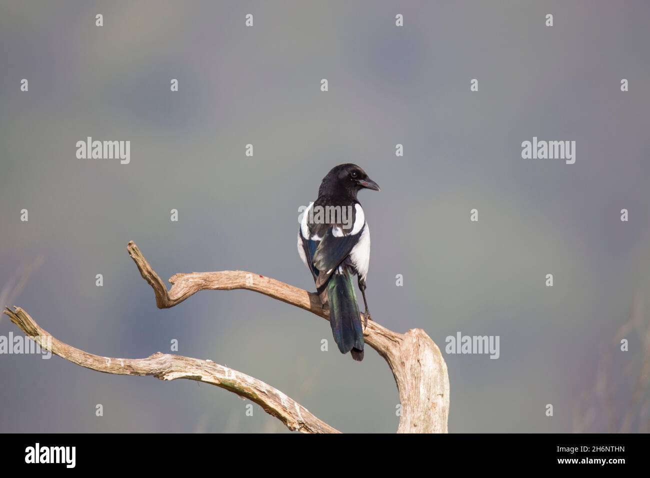 Elster, Pica pica, magpie eurasiatica Foto Stock