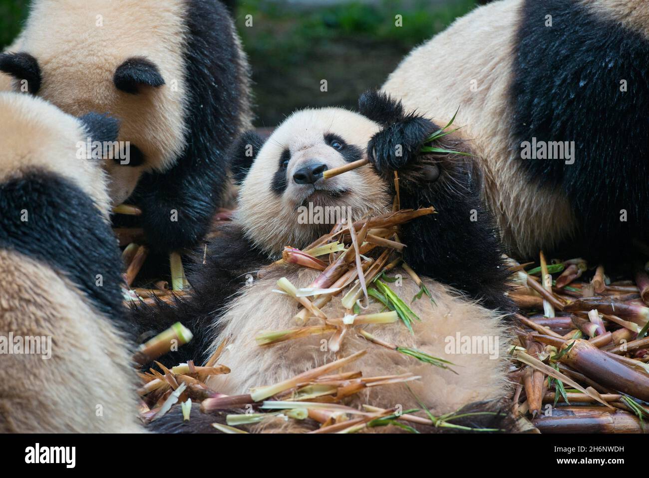 Panda gigante (Ailuropoda melanoleuca) presso il Centro di Ricerca e allevamento che mangia foglie di bambù, Chengdu, Sichuan, Cina Foto Stock