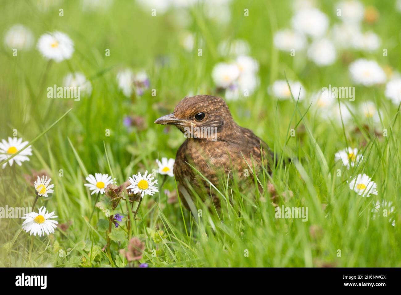 Boy Blackbird (Turdus merula) bassa Sassonia, Germania Foto Stock