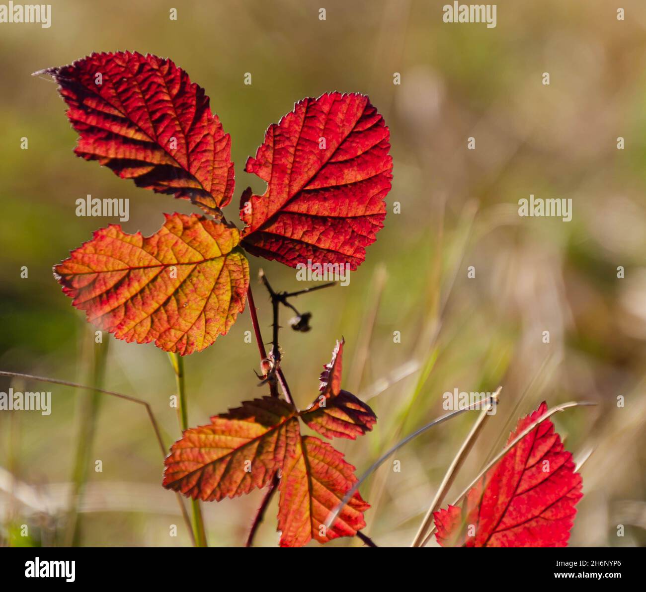 foglie di autunno rosso su pianta di sborbacca Foto Stock