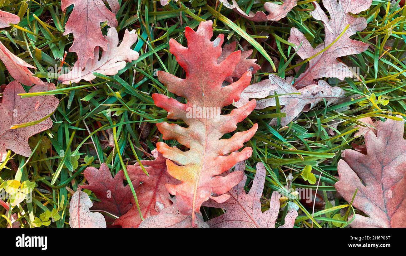 foglie di quercia secca su erba. foglia di quercia marrone. Foto Stock