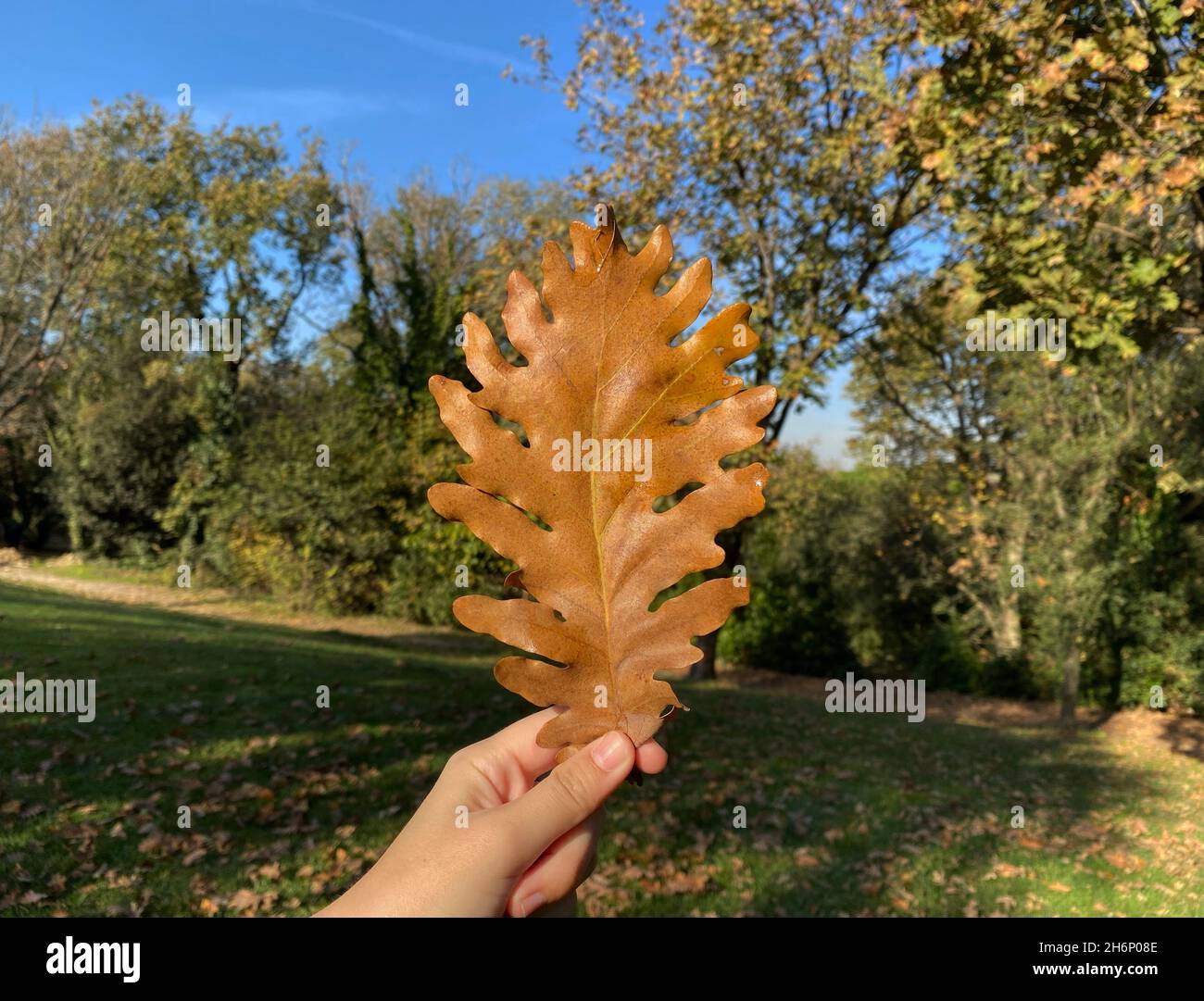 tenere la foglia secca. concetto autunnale. foglia di rovere marrone secco Foto Stock