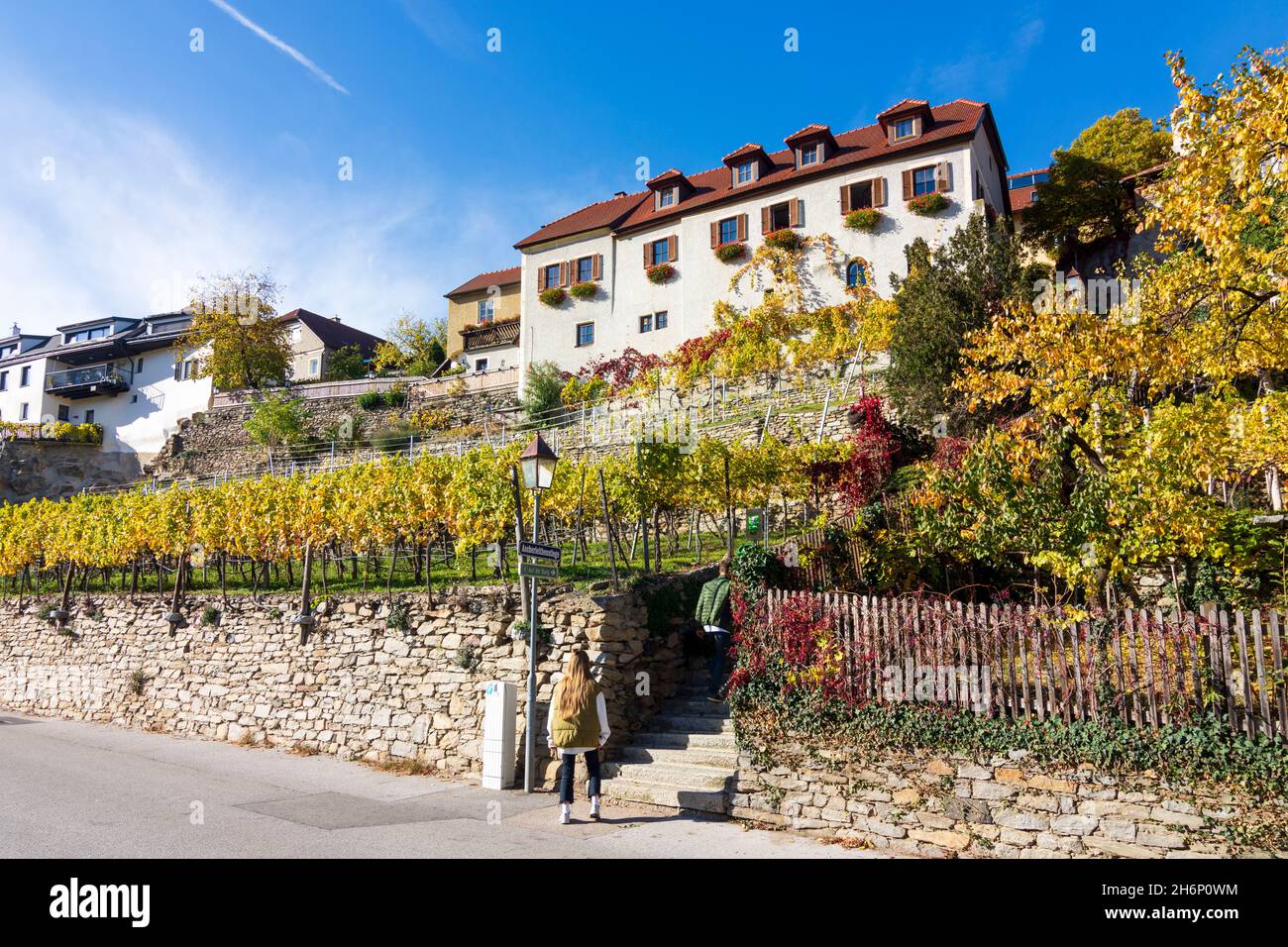 Weißenkirchen in der Wachau: Vigneto, case a Wachau, Niederösterreich, bassa Austria, Austria Foto Stock