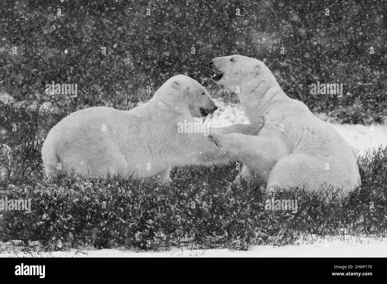 Canada, Manitoba, Churchill. Orsi polari maschi che sparano nell'habitat del salice (SELVAGGIO: Ursus maritimus) B&W. Foto Stock