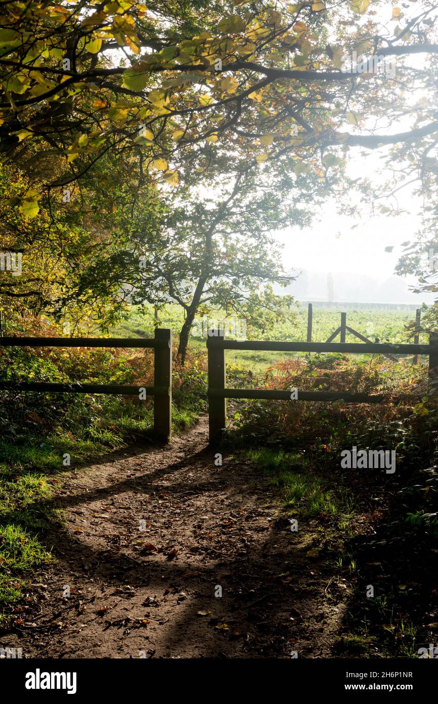 Oakley Wood in autunno, Warwickshire, Inghilterra, Regno Unito Foto Stock