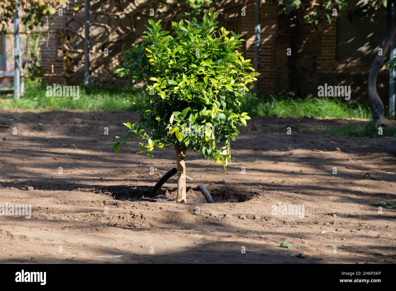 Piantando alberi nel parco. Concetto di terra, natura, ambiente ed ecologia Foto Stock