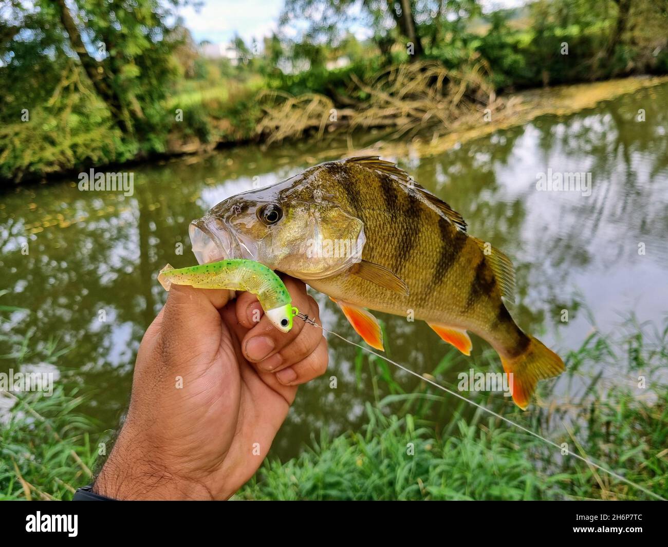 Pesca al persico sul fiume Jagst Foto Stock