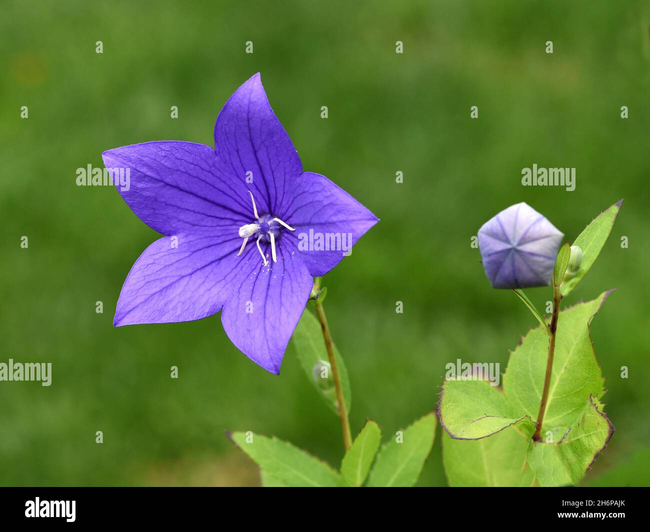 Fiore blueten immagini e fotografie stock ad alta risoluzione - Alamy