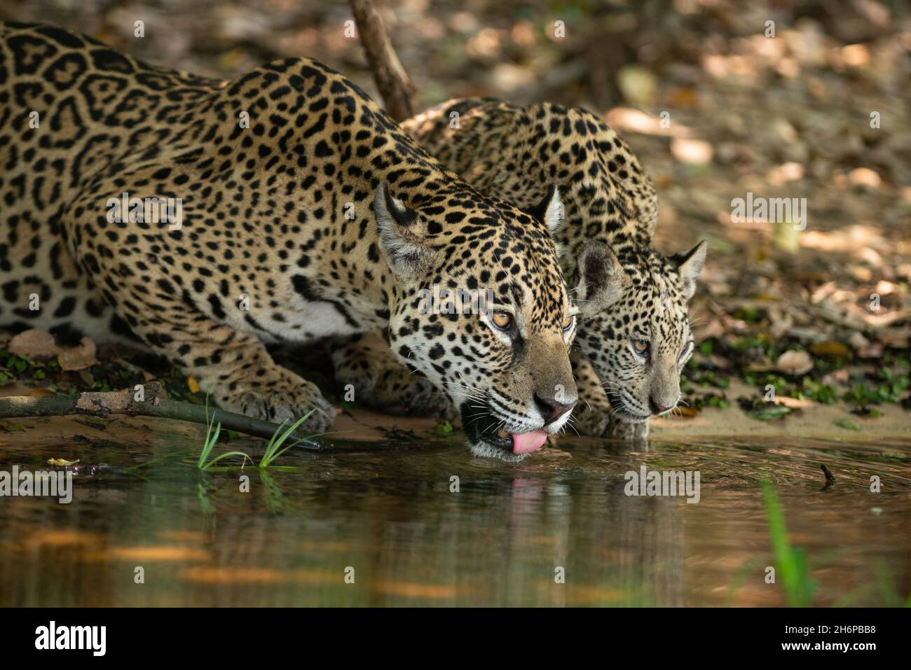 Una madre Jaguar selvaggia e il suo cucciolo di acqua potabile nel Nord Pantanal, Brasile Foto Stock