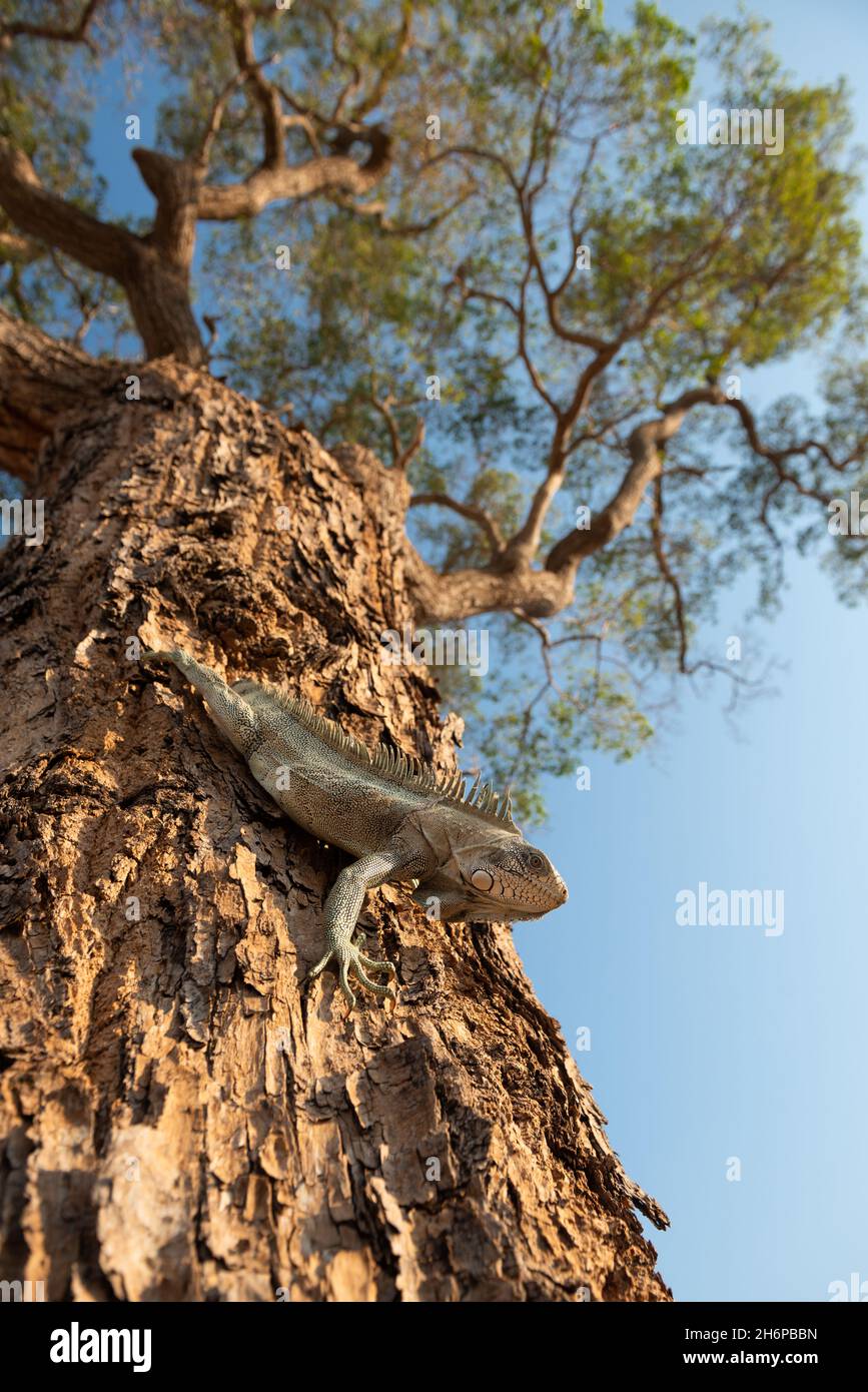 Una Iguana verde (Iguana iguana) che scende lungo un tronco d'albero nel Pantanal, Brasile Foto Stock