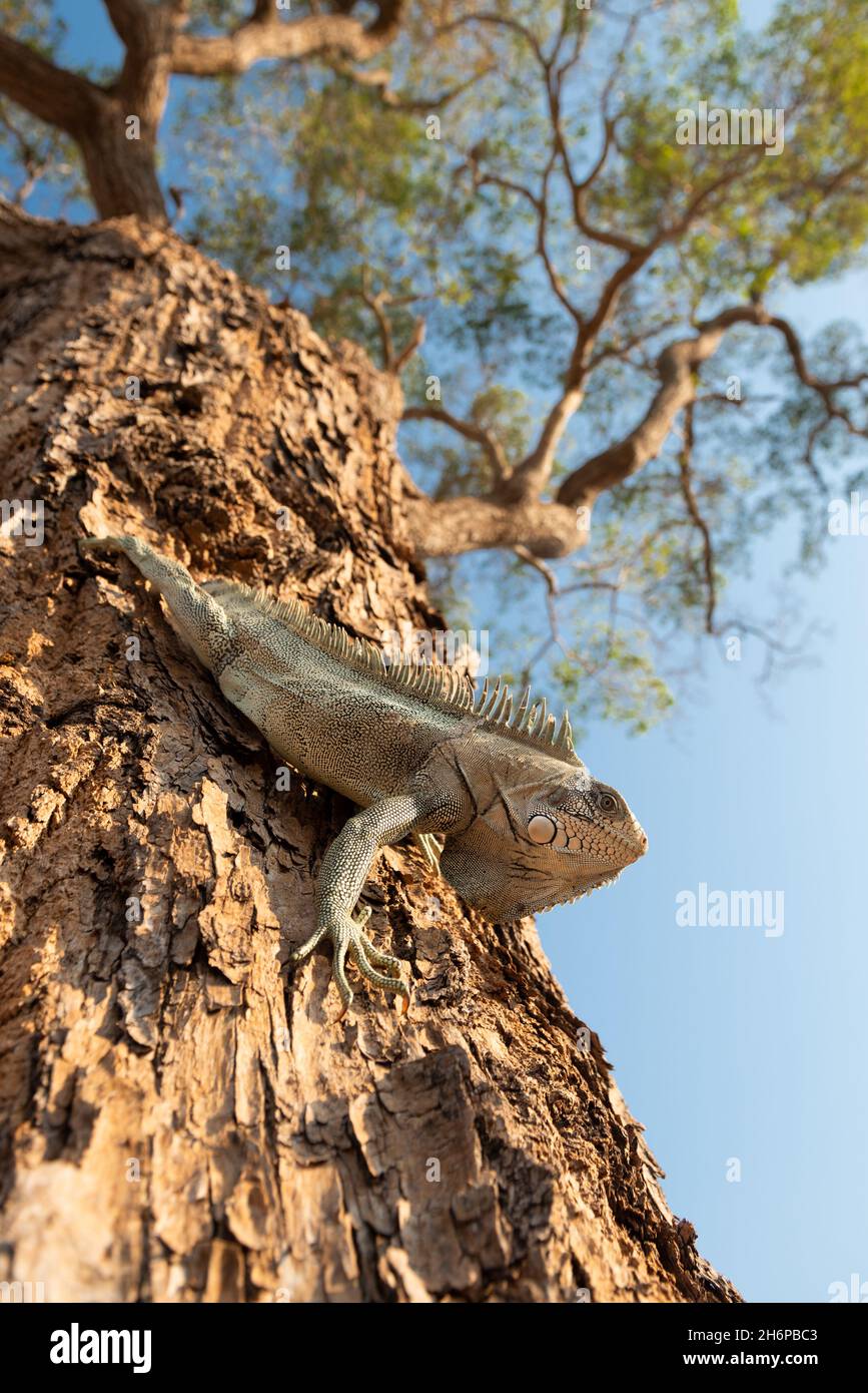 Una Iguana verde (Iguana iguana) che scende lungo un tronco d'albero nel Pantanal, Brasile Foto Stock