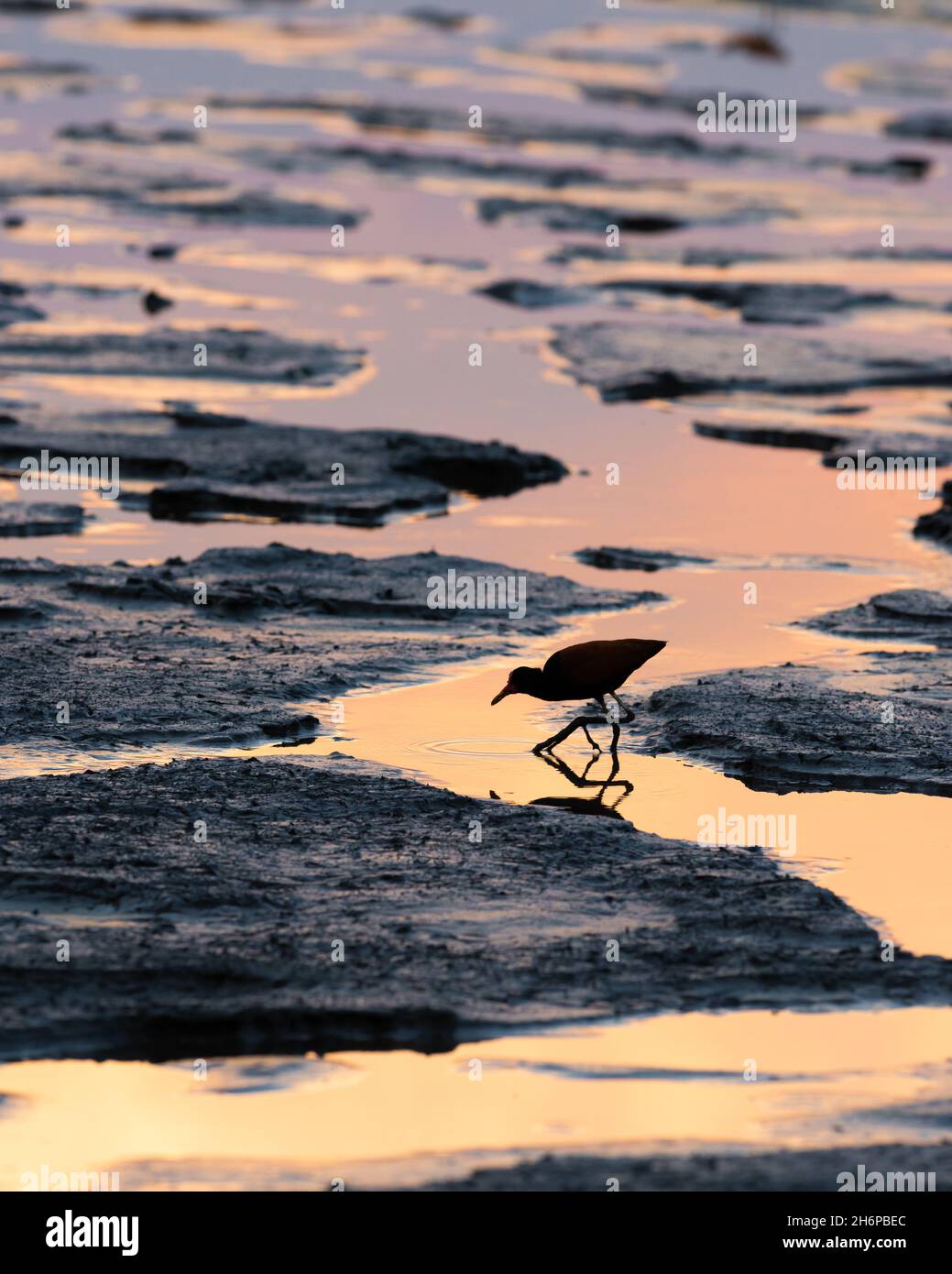 Una Jacana wattled (Jacana jacana) che si alimenta su un lago di essiccazione nel Nord Pantanal, Brasile Foto Stock