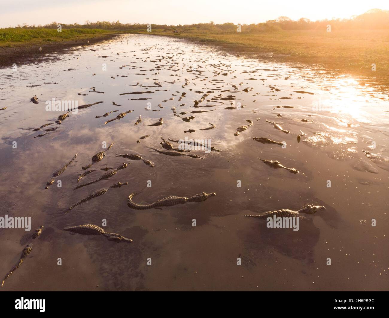 Un sacco di caimani che si riuniscono in un lago di essiccazione durante una stagione secca estrema nel Pantanal del Brasile Foto Stock