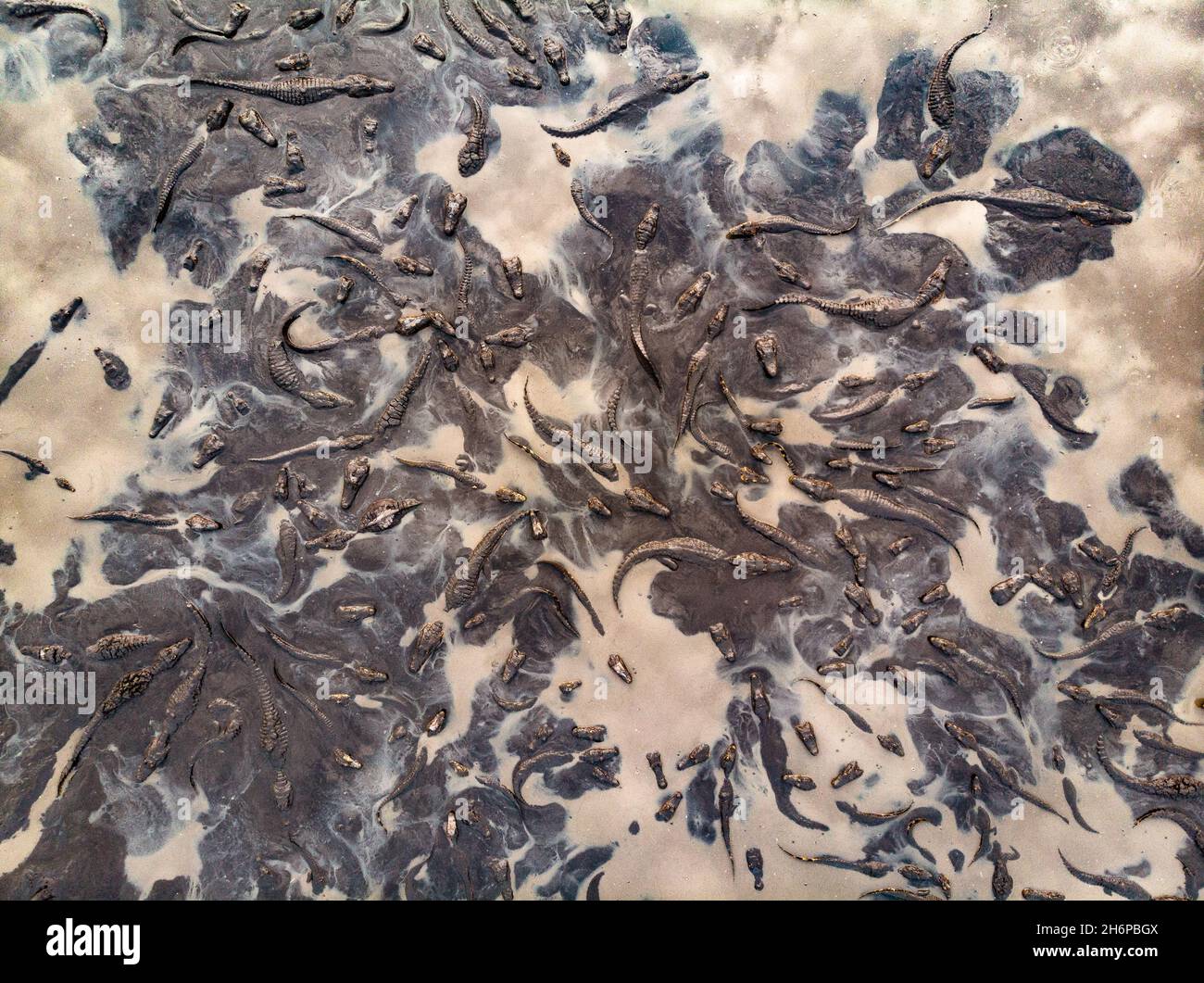Un sacco di caimani che si riuniscono in un buco di fango/acqua essiccante durante una stagione secca estrema nel Pantanal del Brasile Foto Stock