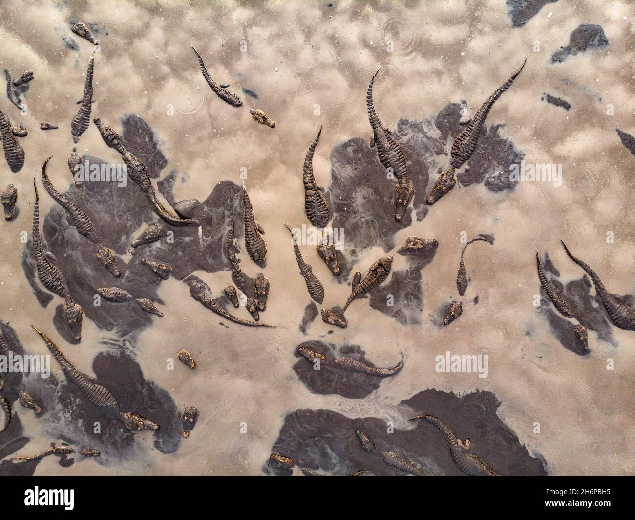 Un sacco di caimani che si riuniscono in un buco di fango/acqua essiccante durante una stagione secca estrema nel Pantanal del Brasile Foto Stock