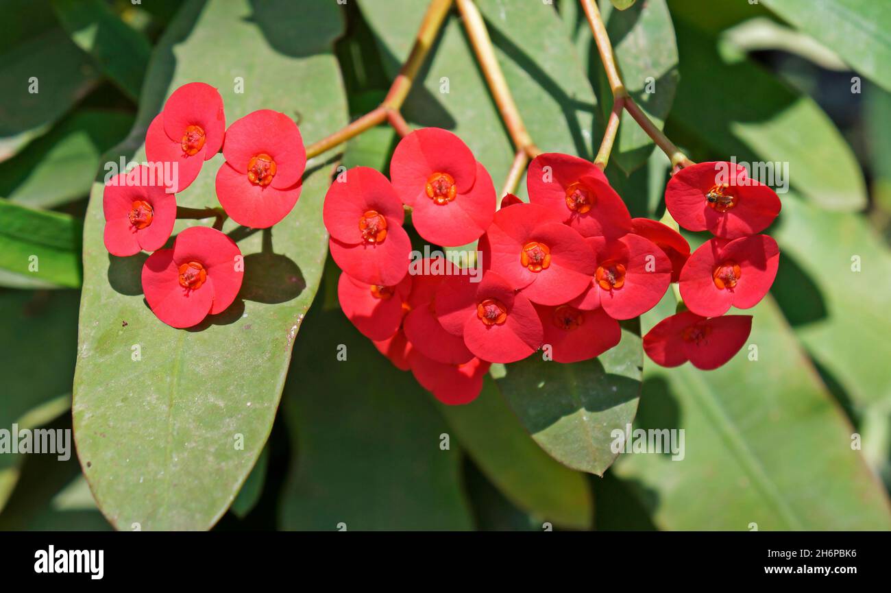 Corona rossa di spine o fiore di Cristo (Euphorbia Milli) Foto Stock