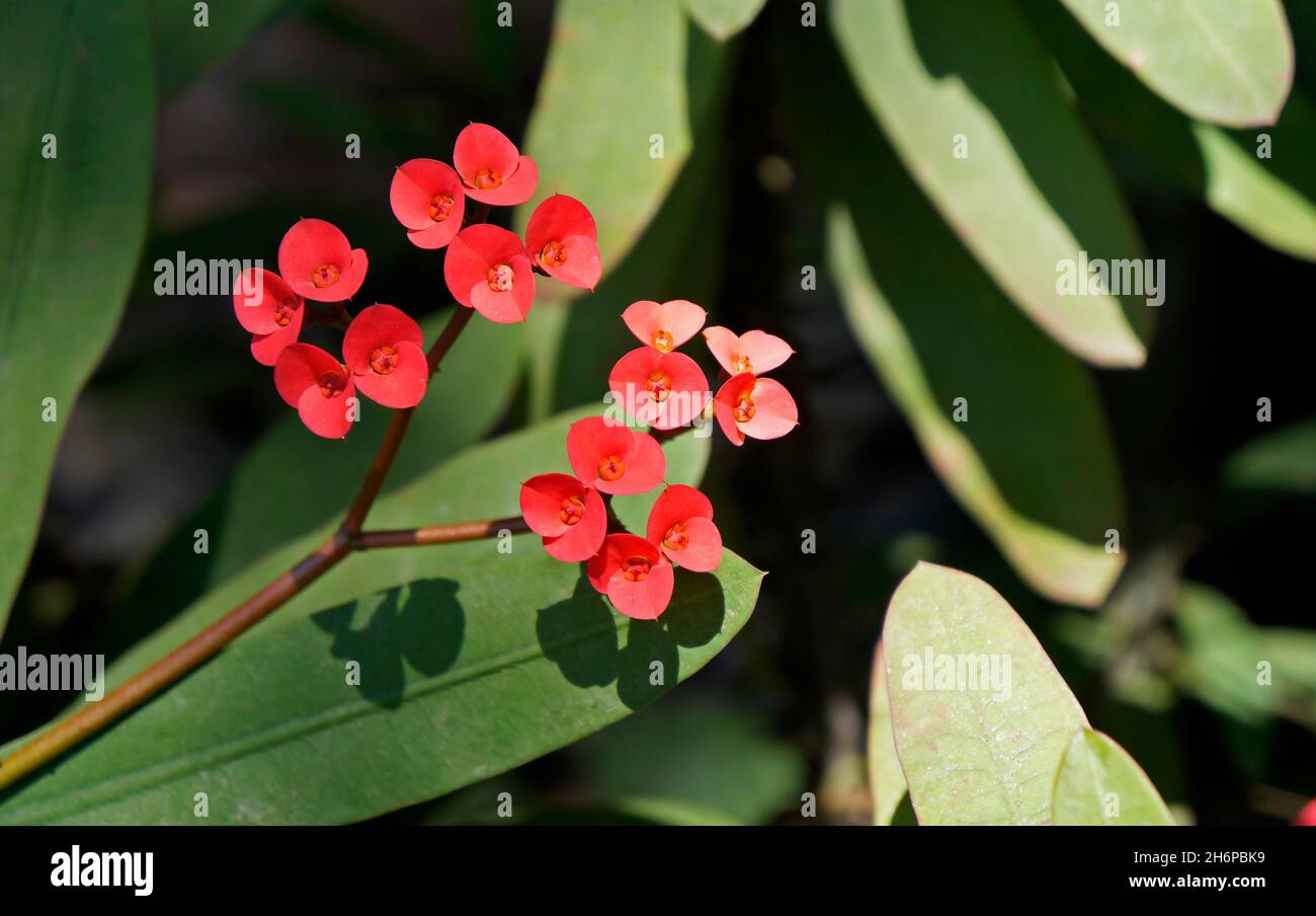 Corona rossa di spine o fiore di Cristo Thorn (Euphorbia Milli) in giardino Foto Stock