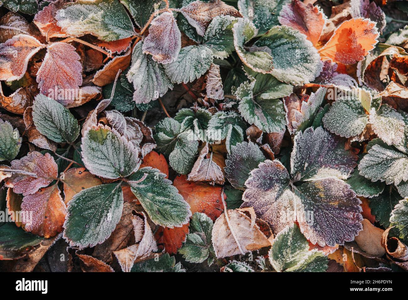 Foglie di fragola secche ricoperte di primo gelo nel giardino del mattino Foto Stock