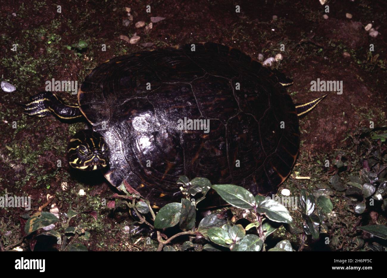 Trachemys scripta scripta -cursore giallo-bellied Foto Stock